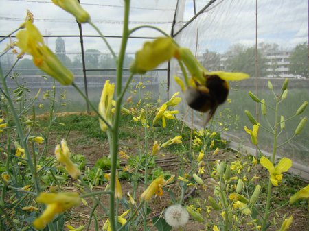 pollinisation du chou