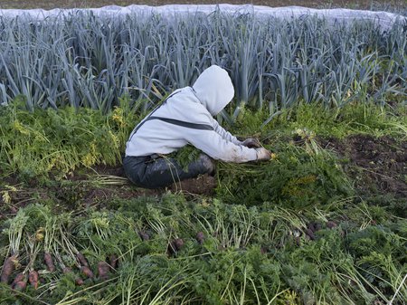 Sélection de carottes à la Touvière