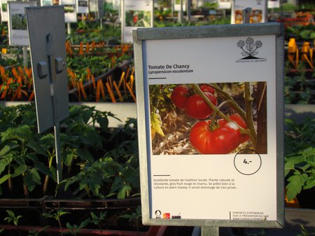 marché de plantons à Belle-Idée.JPG